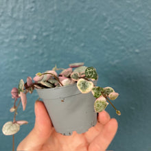 Kép betöltése a galériamegjelenítőbe: Ceropegia woodii variegata - Ámpolna gyertyavirág - String of hearts - Tropical Home