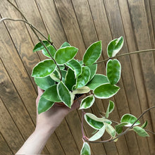 Kép betöltése a galériamegjelenítőbe: Hoya carnosa "Krimson Queen" - Húsos viaszvirág - Tropical Home