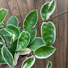 Kép betöltése a galériamegjelenítőbe: Hoya carnosa "Krimson Queen" - Húsos viaszvirág - Tropical Home