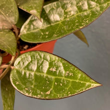 Kép betöltése a galériamegjelenítőbe: Hoya parasitica "Black margin" - Tropical Home