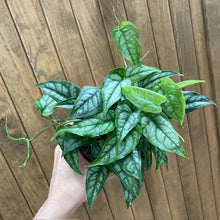 Kép betöltése a galériamegjelenítőbe: Monstera siltepecana - Tropical Home