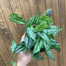 Kép betöltése a galériamegjelenítőbe: Monstera siltepecana - Tropical Home