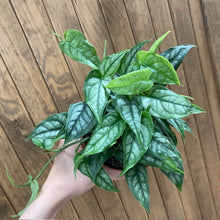 Kép betöltése a galériamegjelenítőbe: Monstera siltepecana - Tropical Home
