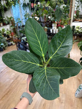 Kép betöltése a galériamegjelenítőbe: Ficus benghalensis "Audrey" - Banyan fa - Tropical Home