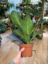 Kép betöltése a galériamegjelenítőbe: Ficus benghalensis "Audrey" - Banyan fa - Tropical Home
