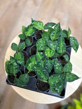 Kép betöltése a galériamegjelenítőbe: Aglaonema pictum tricolor 6cm - Rákvirág - Chinese Evergreen - Tropical Home