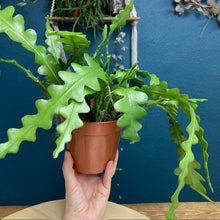 Kép betöltése a galériamegjelenítőbe: Epiphyllum anguliger - Karéjos kaktusz - Fishbone cactus - Tropical Home