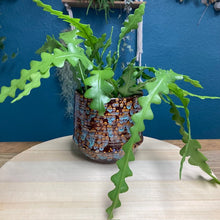 Kép betöltése a galériamegjelenítőbe: Epiphyllum anguliger - Karéjos kaktusz - Fishbone cactus - Tropical Home