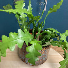 Kép betöltése a galériamegjelenítőbe: Epiphyllum anguliger - Karéjos kaktusz - Fishbone cactus - Tropical Home