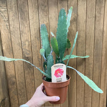 Kép betöltése a galériamegjelenítőbe: Epiphyllum "Sarah Courant" - Tropical Home