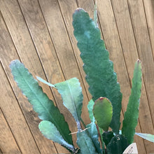 Kép betöltése a galériamegjelenítőbe: Epiphyllum "Sarah Courant" - Tropical Home