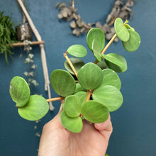Kép betöltése a galériamegjelenítőbe: Peperomia tetraphylla 'Hope'- Törpebors - Tropical Home