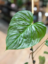 Kép betöltése a galériamegjelenítőbe: Philodendron majestic - Tropical Home
