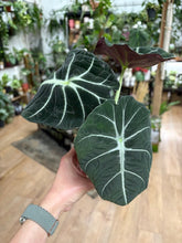 Kép betöltése a galériamegjelenítőbe: Alocasia reginula "Black velvet" 11cm - Tropical Home