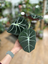 Kép betöltése a galériamegjelenítőbe: Alocasia reginula "Black velvet" 11cm - Tropical Home