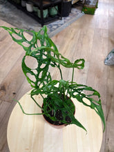 Kép betöltése a galériamegjelenítőbe: Monstera obliqua Peru 12cm - Tropical Home