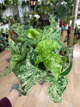 Kép betöltése a galériamegjelenítőbe: Syngonium podophyllum mottled "Mojito" - Nyíllevél "Mojito"- Arrowhead vine - Tropical Home
