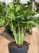 Kép betöltése a galériamegjelenítőbe: Syngonium podophyllum mottled "Mojito" - Nyíllevél "Mojito"- Arrowhead vine - Tropical Home