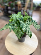 Kép betöltése a galériamegjelenítőbe: Syngonium podophyllum mottled "Mojito" - Nyíllevél "Mojito"- Arrowhead vine - Tropical Home