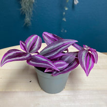 Kép betöltése a galériamegjelenítőbe: Tradescantia "Pink paradise" - Tropical Home