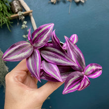 Kép betöltése a galériamegjelenítőbe: Tradescantia "Pink paradise" - Tropical Home