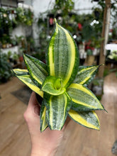 Kép betöltése a galériamegjelenítőbe: Sansevieria trif. "Hahnii Golden" 9cm - Anyósnyelv - Tropical Home