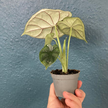 Kép betöltése a galériamegjelenítőbe: Alocasia "Dragon scale" - Tropical Home