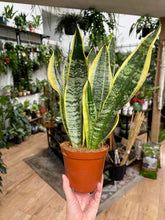 Kép betöltése a galériamegjelenítőbe: Sansevieria trif. "Futura superba" - Anyósnyelv - Tropical Home