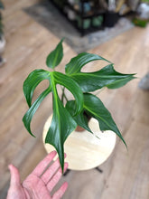 Kép betöltése a galériamegjelenítőbe: Monstera burle-marx "Flame" 15cm - Tropical Home