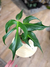 Kép betöltése a galériamegjelenítőbe: Monstera burle-marx "Flame" 15cm - Tropical Home