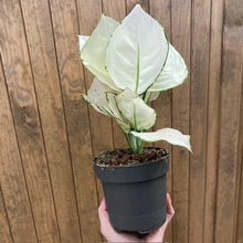 Kép betöltése a galériamegjelenítőbe: Aglaonema "White joy" - Rákvirág - Chinese Evergreen - Tropical Home