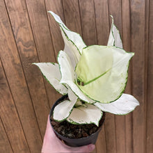 Kép betöltése a galériamegjelenítőbe: Aglaonema "White joy" - Rákvirág - Chinese Evergreen - Tropical Home