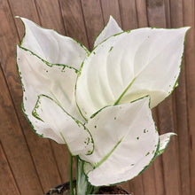 Kép betöltése a galériamegjelenítőbe: Aglaonema "White joy" - Rákvirág - Chinese Evergreen - Tropical Home