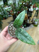 Kép betöltése a galériamegjelenítőbe: Hoya flagellata silver - Tropical Home