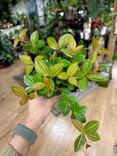Kép betöltése a galériamegjelenítőbe: Peperomia angulata "Rocca verde" 11cm - Törpebors - Tropical Home