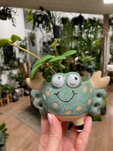 Kép betöltése a galériamegjelenítőbe: _Mini kaspó "Tengeri herkentyűk" - 9 féle - Tropical Home