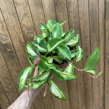 Kép betöltése a galériamegjelenítőbe: Hoya carnosa "Krimson Princess" - Húsos viaszvirág - Tropical Home