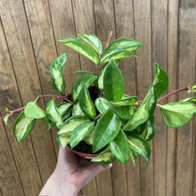 Kép betöltése a galériamegjelenítőbe: Hoya carnosa "Krimson Princess" - Húsos viaszvirág - Tropical Home
