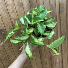 Kép betöltése a galériamegjelenítőbe: Hoya carnosa "Krimson Princess" - Húsos viaszvirág - Tropical Home