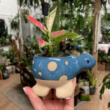 Kép betöltése a galériamegjelenítőbe: _Mini kaspó "Tengeri herkentyűk" - 9 féle - Tropical Home