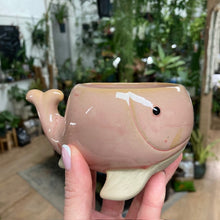 Kép betöltése a galériamegjelenítőbe: _Mini kaspó "Tengeri herkentyűk" - 9 féle - Tropical Home