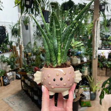 Kép betöltése a galériamegjelenítőbe: _Mini kaspó "Tengeri herkentyűk" - 9 féle - Tropical Home