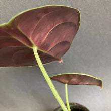 Kép betöltése a galériamegjelenítőbe: Alocasia cuprea "Red secret" kicsi - Tropical Home