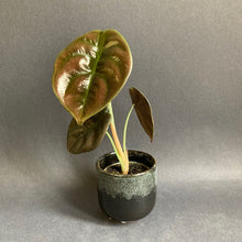 Kép betöltése a galériamegjelenítőbe: Alocasia cuprea "Red secret" kicsi - Tropical Home