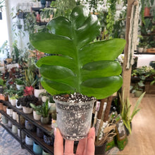 Kép betöltése a galériamegjelenítőbe: Epiphyllum chrysocardium - Páfránylevél kaktusz - Fernleaf cactus - Tropical Home