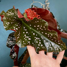 Kép betöltése a galériamegjelenítőbe: Begonia cracklin rosie - Tropical Home