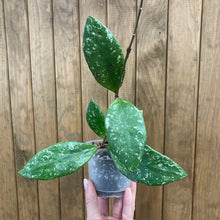 Kép betöltése a galériamegjelenítőbe: Hoya rundumensis "Splash" 9cm - Tropical Home