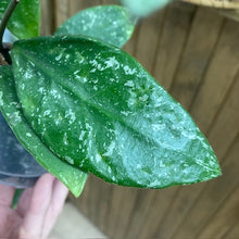 Kép betöltése a galériamegjelenítőbe: Hoya rundumensis "Splash" 9cm - Tropical Home