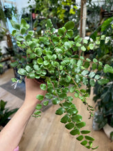 Kép betöltése a galériamegjelenítőbe: Pellaea rotundifolia - Button fern - Tropical Home