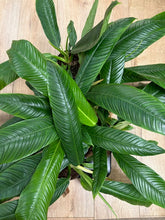 Kép betöltése a galériamegjelenítőbe: Philodendron campii lynette - Tropical Home